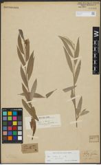 Foto von Salix alba var. sericea Gand.